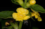 Mullein foxglove